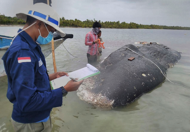 The researchers collect samples from the deceased animal.